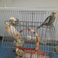 فروش عروس هلندی سخنگو همراه با قفس