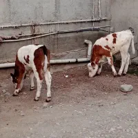 گوساله سیمنتال