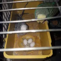 مرغ عشق مولد با تخم