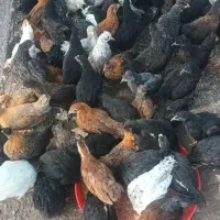 جوجه گلپایگانی سلامت سلامت