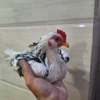 نوچه خروس گلین پنگوئنی