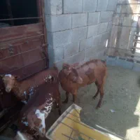 نری صلاله پچی|حیوانات مزرعه|فین, |دیوار