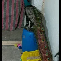 طاووس اصیل هندوستان