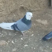 شازده نر کاکولی