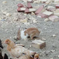 خرگوش با ضمانت  بچه دادن|موش و خرگوش|زابل, |دیوار