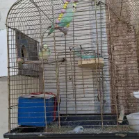 چهار تا مرغ عشق جوان