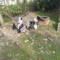 تخم مرغ گلین