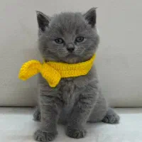 توله گربه بریتیش و اسکاتیش بلو