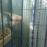 قناری ماده|پرنده|تهران, اسفندیاری|دیوار