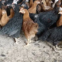 جوجه مرغ و خروس|حیوانات مزرعه|یزد, |دیوار