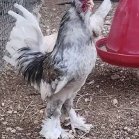مرغ و خروس سلطان