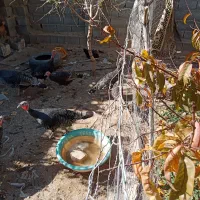 جوجه بوقلمون|حیوانات مزرعه|سمیرم, |دیوار