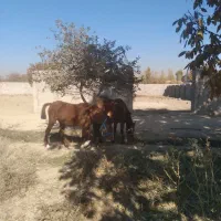 اسب کرد|اسب و تجهیزات اسب‌سواری|چهارباغ, |دیوار