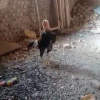 فروش یک عدد خروس لاری|حیوانات مزرعه|شبستر, |دیوار