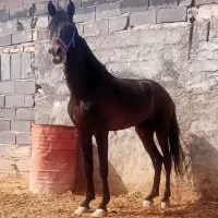 پروار بندی گاو