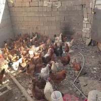 سلام مرغ تخمی|حیوانات مزرعه|تایباد, |دیوار