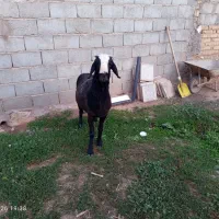 یک عدد قوچ شال
