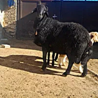 قوچ تمام موفر شیش دندان اصیل