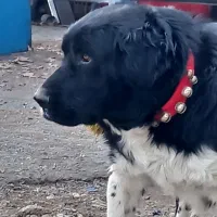 واگذاری   سگ قدرجونی