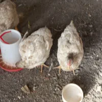 مرغ گوشتی زنده|حیوانات مزرعه|مشهد, سیس‌آباد|دیوار