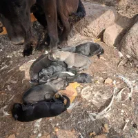 سرابی درجه یک نیاز بخ تعریف ندار