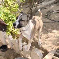 سگ سراب افغان|سگ|خفر, |دیوار