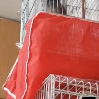 مرغ مینا سخنگو  ۴۰۰۰۰۰۰میلیون تومان|پرنده|اصفهان, باغ نگاره|دیوار