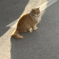 فروش سیم کارت ۰۹۱۲