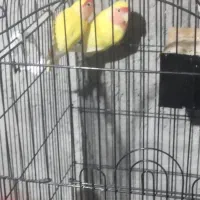 کوتوله برزیلی