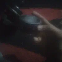 پرنده|پرنده|خرمشهر, |دیوار