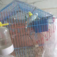 مرغ عشق|پرنده|تهران, ابوذر|دیوار