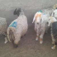 فروش ۵۰راس میش یا گوسفند ابستن