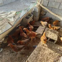 فروش مرغ گلپایگانی