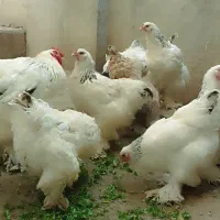 جوجه و تخم مرغ برهما|حیوانات مزرعه|دلند, |دیوار