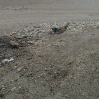 لاری ریشی جوان|حیوانات مزرعه|شهمیرزاد, |دیوار