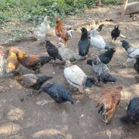 خروس جوان( بچه خروز)|حیوانات مزرعه|مرند, |دیوار