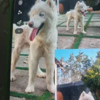 واگذاری رایگان هاسکی سیبری. چشم یخی(آبی)