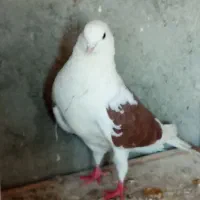 کفتر برای جوجه کشی