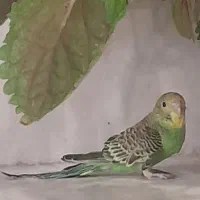 پرنده