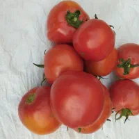 فروش گوجه تازه مزرعه درمشهد وچناران واطراف|خوردنی و آشامیدنی|چناران, |دیوار