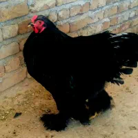 مرغ و خروس برهما بلک