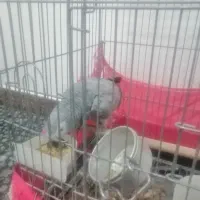 کاسکو ماده