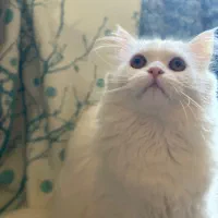 واگذاری گربه