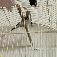 سقا|پرنده|ماهان, |دیوار