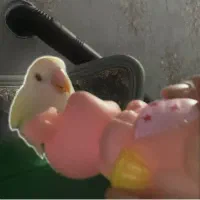 پرندگان زینتی|پرنده|مشهد, شهرک رازی (شهرک غرب)|دیوار