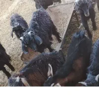 سلام|حیوانات مزرعه|خاش, |دیوار