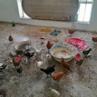 جوجه مرغ و خروس نیمچه محلی