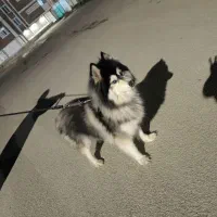 هاسکی اصیل پشمالو