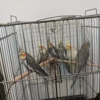 فروش عروس هلندی