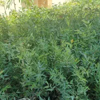 فروش نهال دو ساله اکالیپتوس